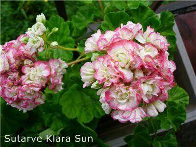 Пеларгония сутарве клара сан — характеристики сорта и выращивание