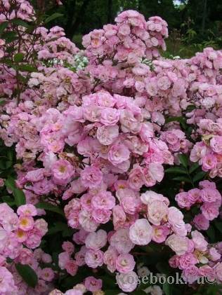О розе Heavenly Pink: описание и характеристики сорта, выращивание мускусной розы
