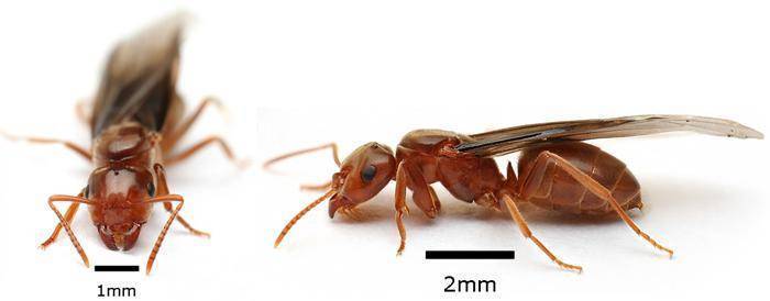 Как избавиться от муравьев в доме?