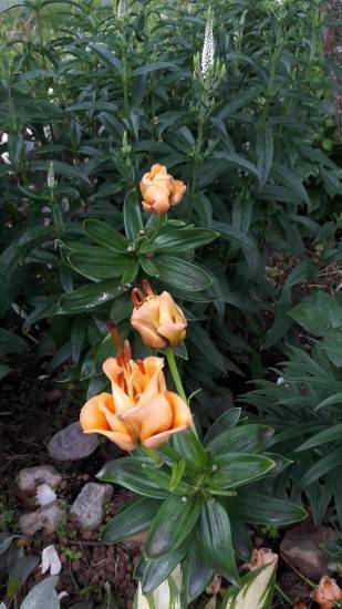 Лилии ла-гибриды: описание, сорта и выращивание