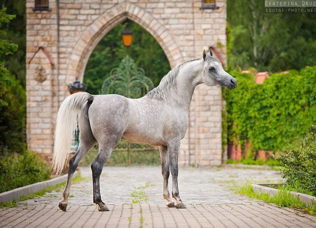 Об арабской лошади: чистокровный скакун арабских кровей, описание, характеристики