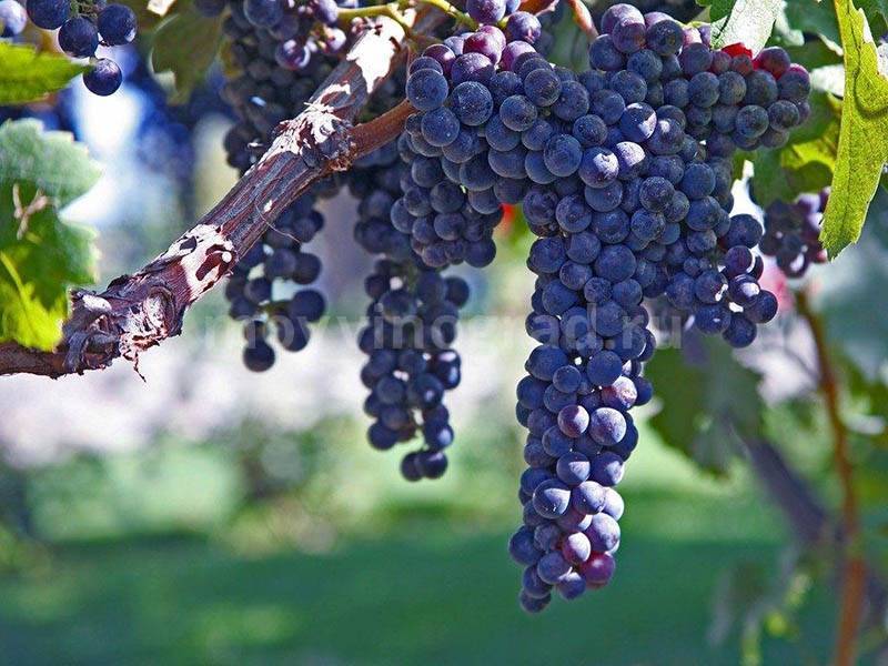 Описание сорта винограда «саперави»