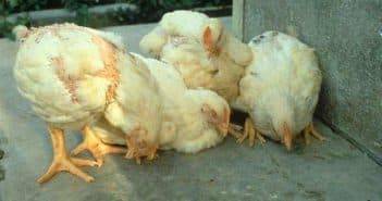 Облысение цыплят и курей причины и способы устранения