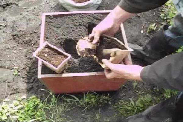 Выращивание имбиря в домашних условиях из корнеклубня: как посадить, цветение