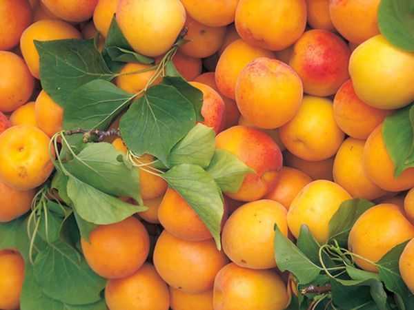 Описание абрикоса сорта «чемпион севера»: характеристики, фото, отзывы садоводов