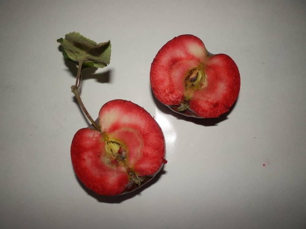 Зимние сорта яблок с описанием - плодовые деревья - смолдача - портал дачников, садоводов и любителей загородной жизни