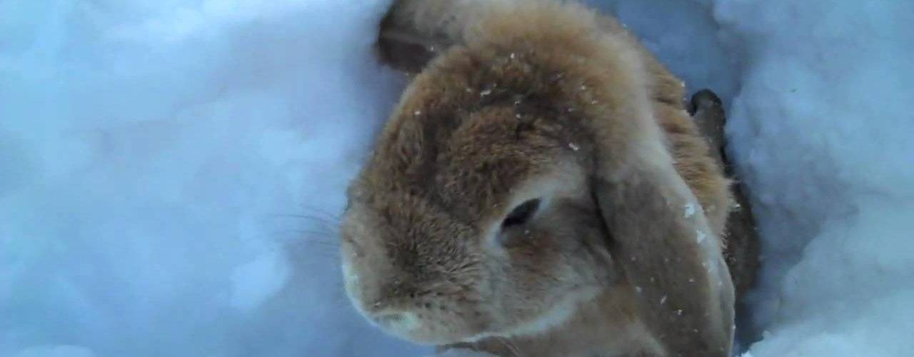 Особенности зимнего содержания кроликов