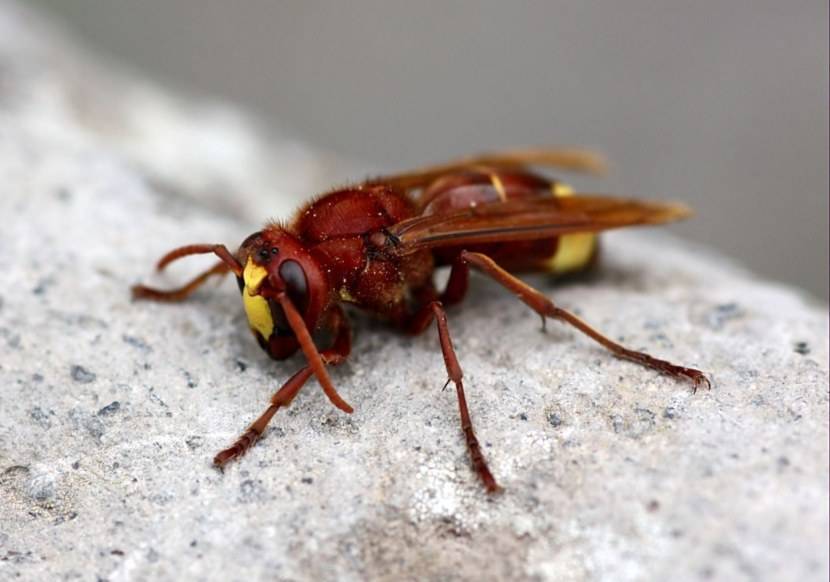 Кто такие осы, как живут и какие их разновидности существуют?