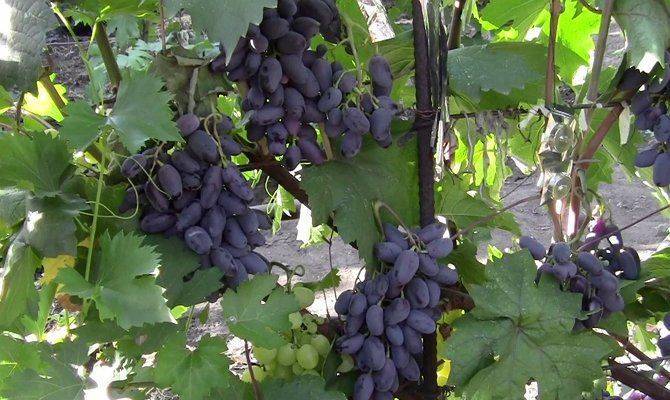 Секреты посадки и выращивания столового сорта винограда байконур