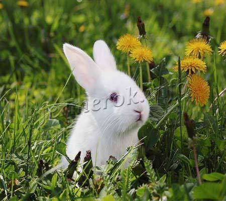 Кормим кролика веточками. правила и меры предосторожности