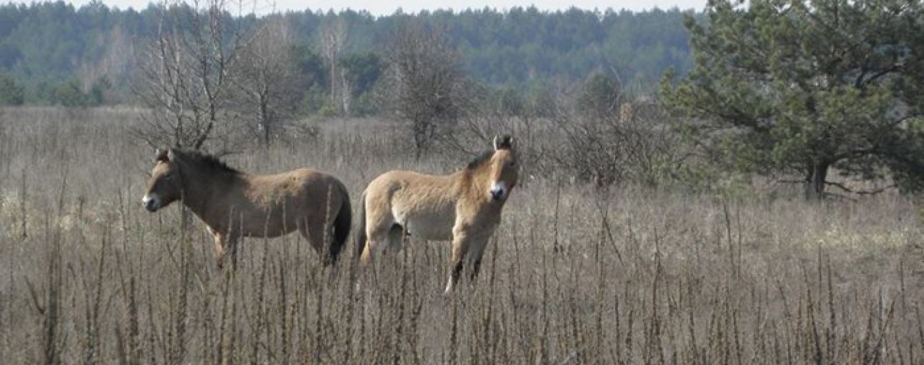Лошадь пржевальского: фото, описание породы, история, образ жизни и интересные факты