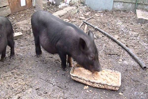 Вес свиньи - таблица измерения веса свиней