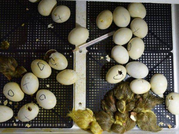 Инкубация утиных яиц в домашних условиях: режим инкубатора, таблица сроков, график закладки