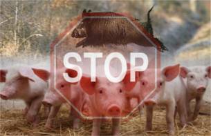 Африканская чума свиней и её опасность для человека