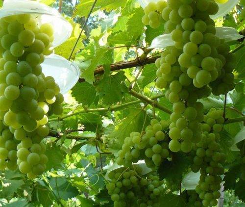 О винограде русский конкорд: описание и характеристики сорта, посадка и уход