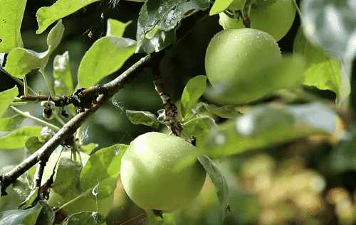 Как посадить яблоню: пошаговая инструкция
