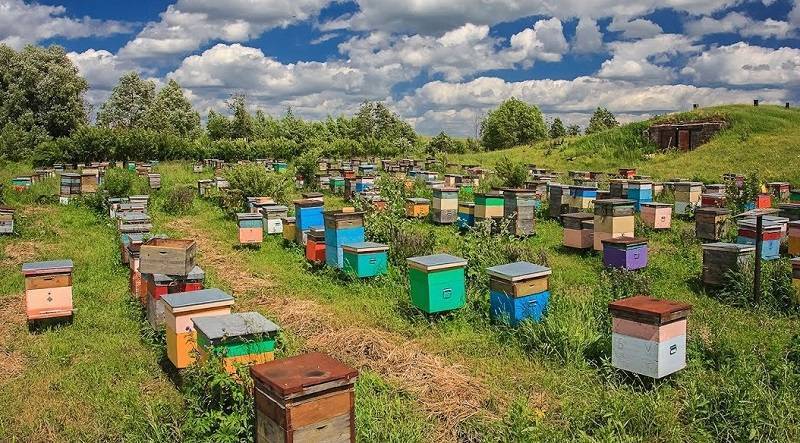 Разведение пчел для начинающих: семь главных вопросов