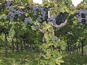 Как ухаживать за виноградом во второй и последующие годы