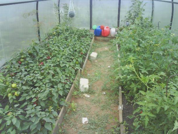 Можно ли сажать помидоры и огурцы в одной теплице, и как правильно их совместно выращивать