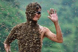 О нападении пчел на пчел, пчелиное воровство, что делать когда уже началось