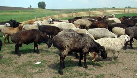 Эдильбаевская порода овец: описание породы, достоинства и недостатки