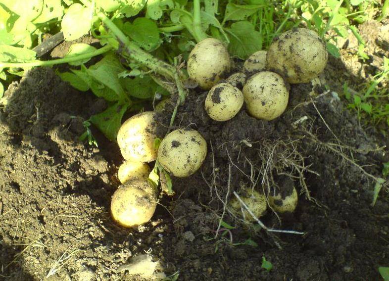 Список самых урожайных сортов картофеля