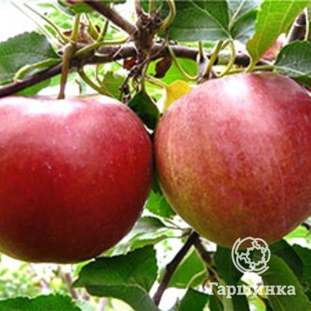 Сорт яблони коваленковское – сладкий гость из белоруссии