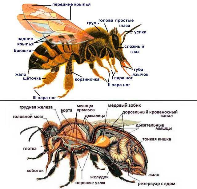 Характеристика и виды пчел, сравнение и помощь в выборе