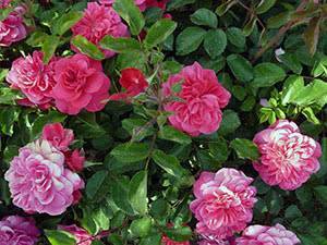 Розы: размножение черенками, укоренение черенков, разведение роз дома