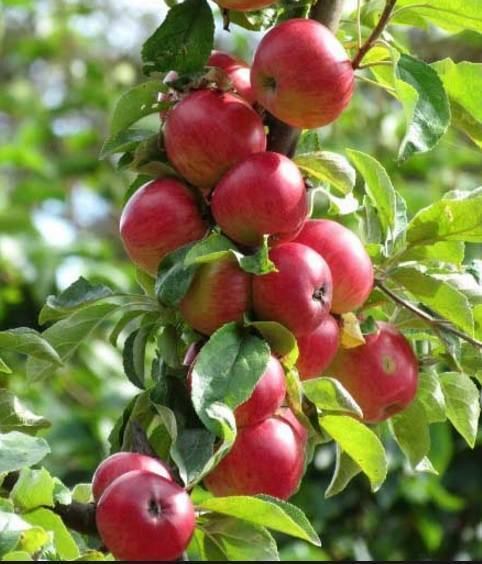 О яблоне Беркутовское: описание сорта, характеристики, агротехника, выращивание