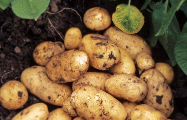 Красивый сорт картофеля для диетического питания «василек»