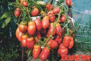 О томате Мечта огородника: описание сорта, характеристики помидоров, посев