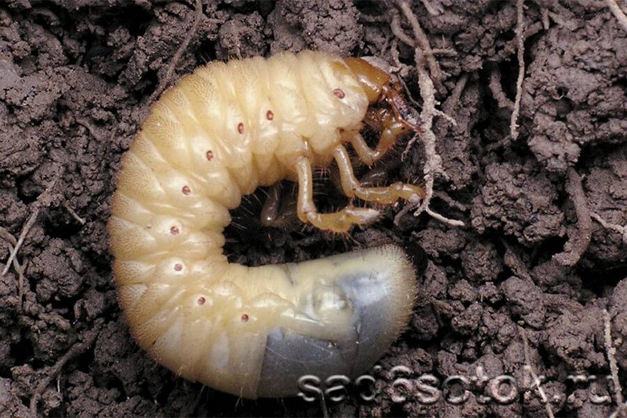 О личинках майского жука на клубнике: как избавиться от личинок, как бороться