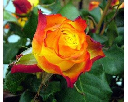 О розе текила (tequila): описание и характеристики розы грандифлора