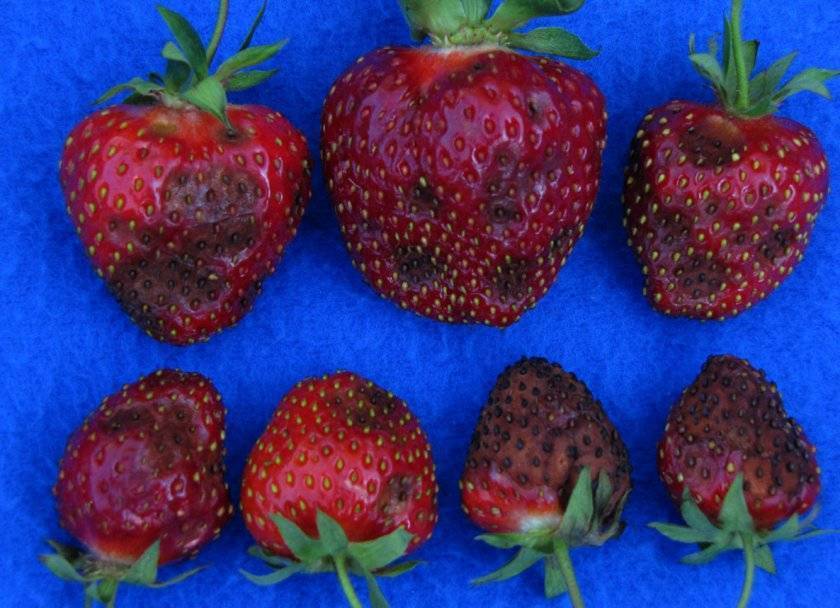 О клубнике: сохнет с ягодами, что делать если сохнут и коричневеют ягоды