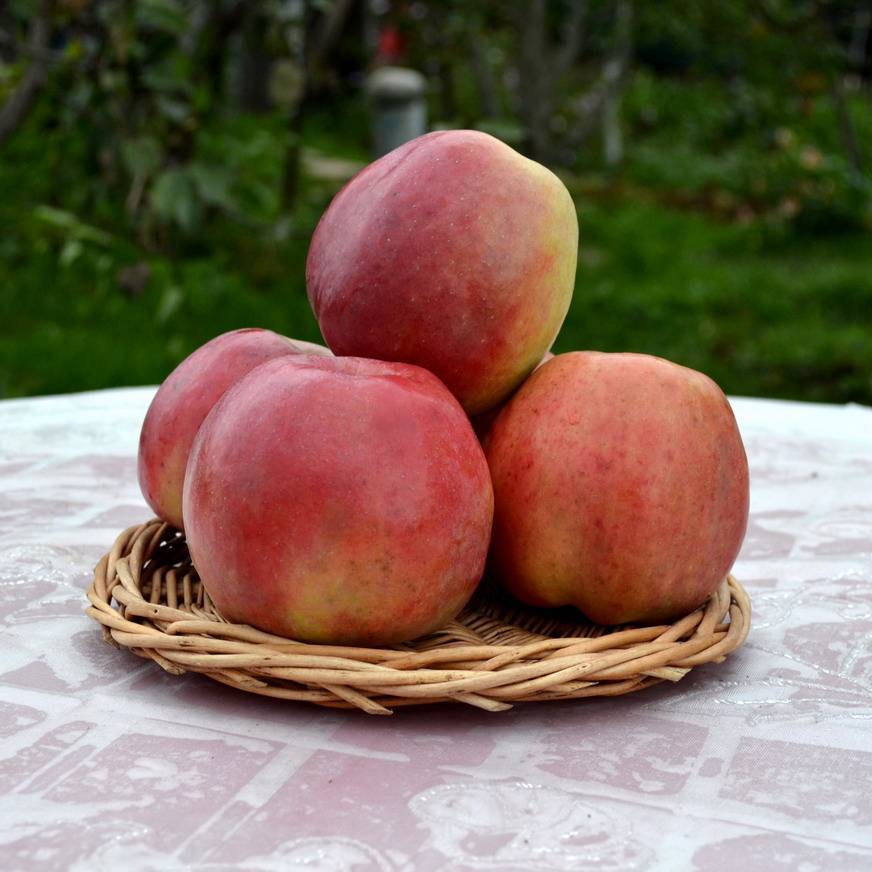 Описание сорта яблони зимняя красавица с фото: как осуществлять уход и бороться с вредителями?