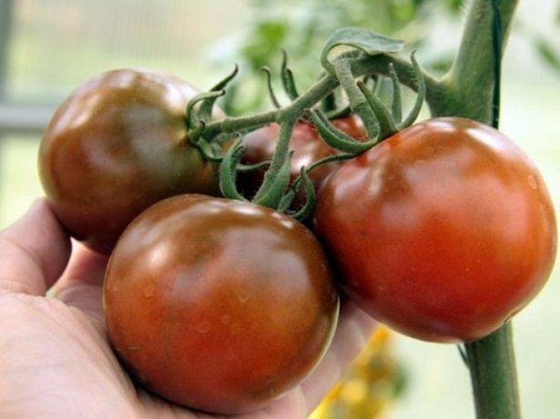 Кумато - сорт помидор: описание, выращивание