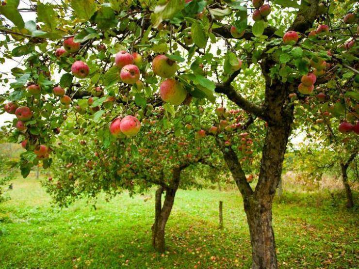 Правильный уход за яблоней летом. секреты опытных садоводов