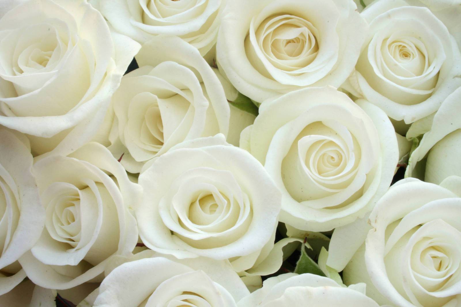 Юрий шатунов - белые розы