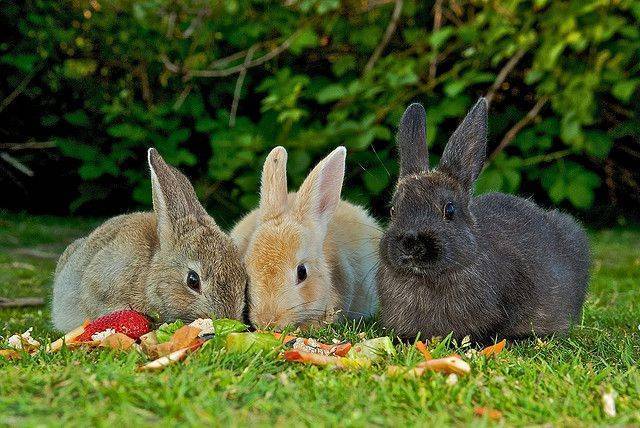 Молочай для кроликов: польза или вред?