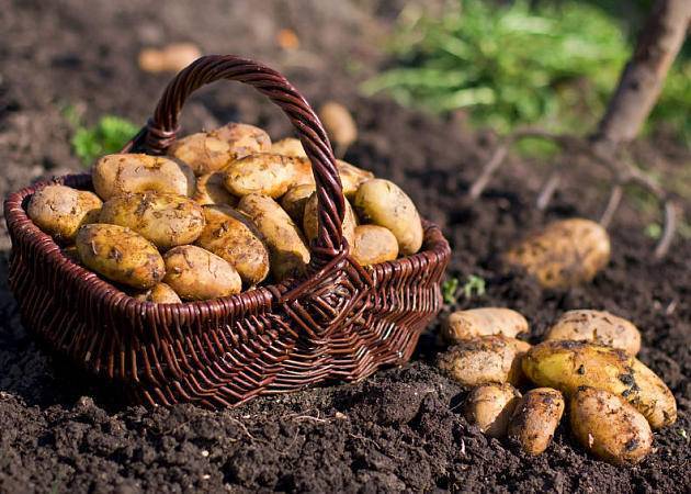 Как сажать картофель под лопату: пошаговая инструкция (подготовка, уход, сбор урожая)