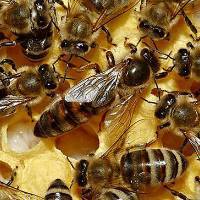 Особенности ухода за пчелами: инструкции для начинающих и продвинутых пчеловодов