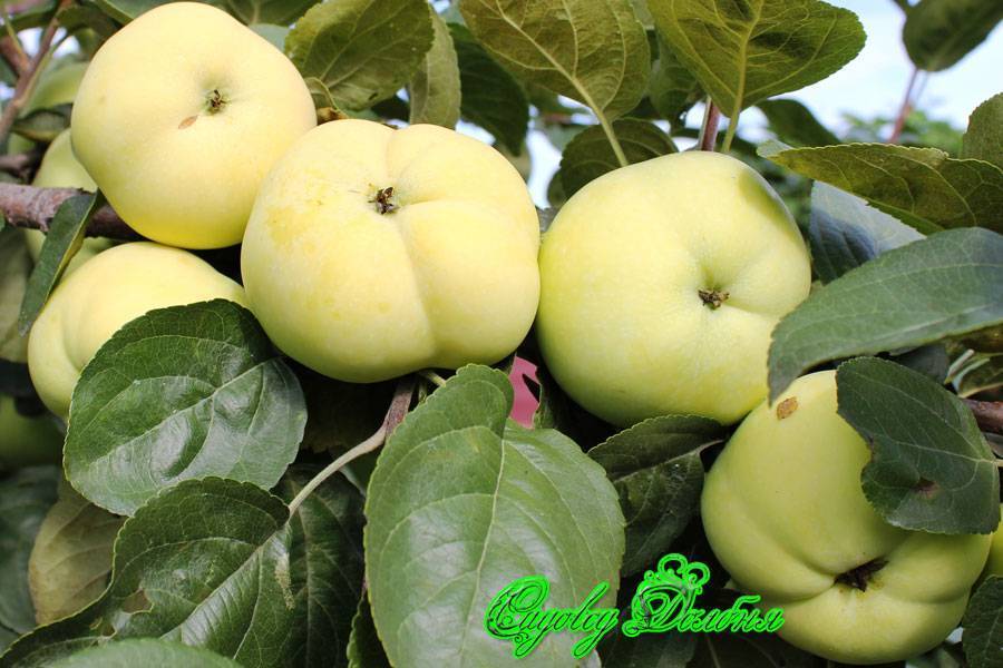 Особенности посадки и ухода за яблоней сорта «имант»