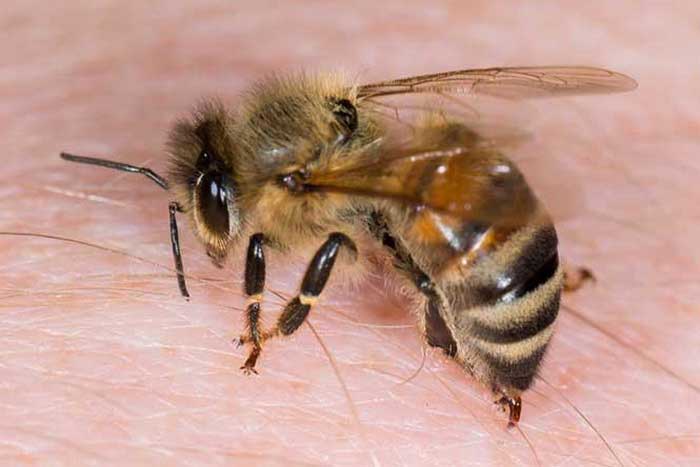 Злые пчелы. что делать?