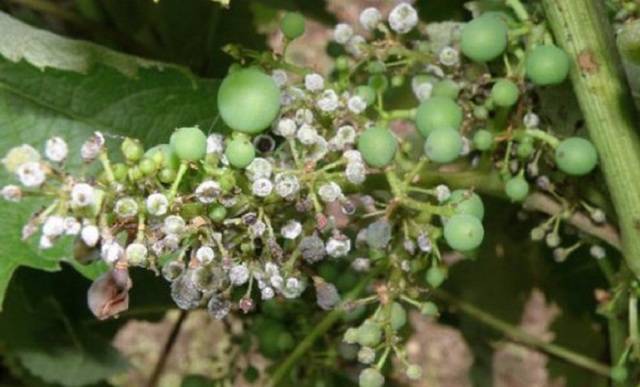 Девичий виноград: характеристика и описание сорта, отзывы