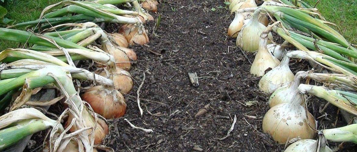 Посев лука «эксибишен» на рассаду, выращивание и пересадка в открытый грунт