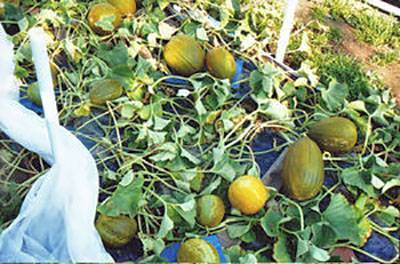 Выращивание дыни в открытом грунте: как получить достойный урожай