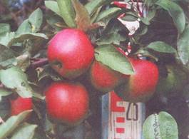 Осенние сорта яблонь для средней полосы россии (поволжья): лучшие виды с названием, описанием и фото, как правильно выбрать, особенности и общие правила ухода