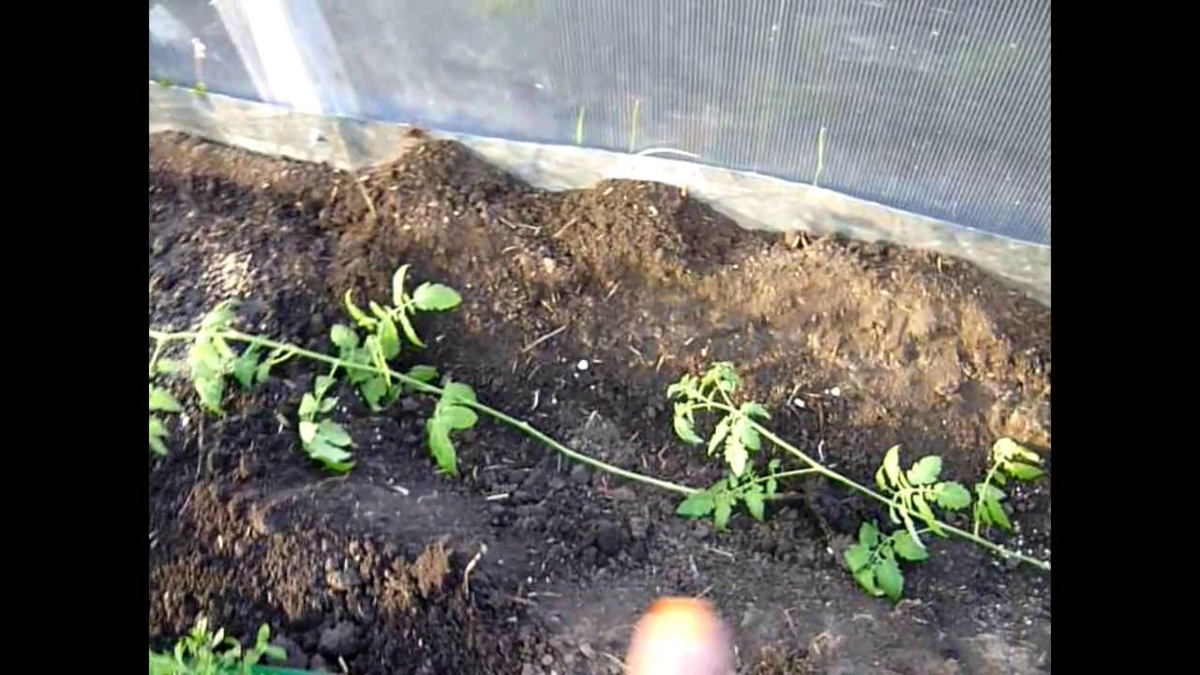 Посадка помидоров в открытый грунт: как сажать, правильный уход