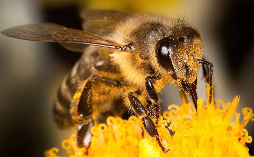 Сколько лет живет пчела: медоносная рабочая, матка, трутень?